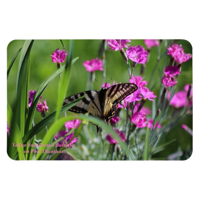 Yellow Swallowtail Butterfly and Pink Dianthus Magnet (Horizontal)