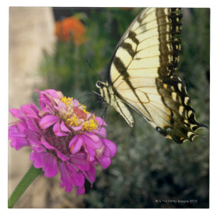 Yellow swallowtail butterfly perches on a zinnia tile