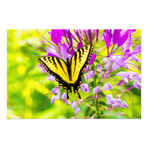 Yellow Swallowtail Butterfly Photo Print
