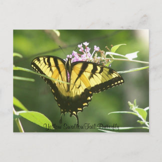 Yellow SwallowTail Butterfly Postcard
