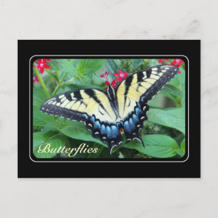 Yellow Swallowtail Butterfly Postcard