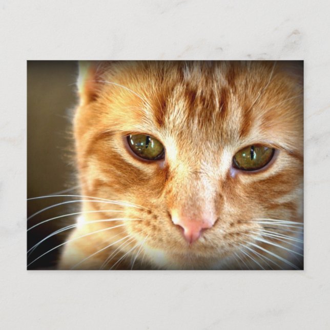 Yellow Tabby Cat Postcard (Front)