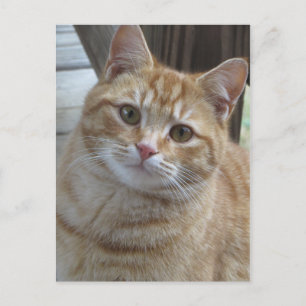 Yellow Tabby Postcard