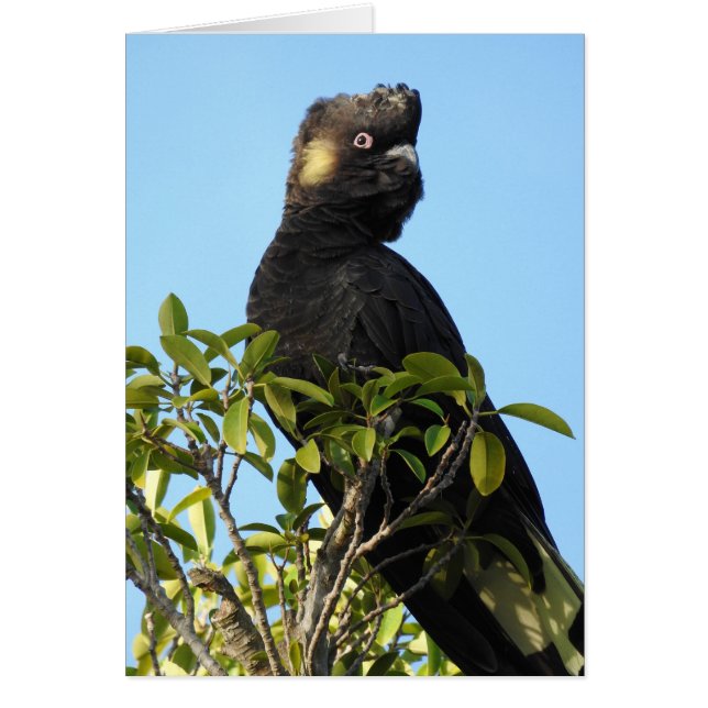 Yellow-tailed Black Cockatoo (Front)