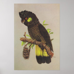 Yellow-tailed Black Cockatoo Poster
