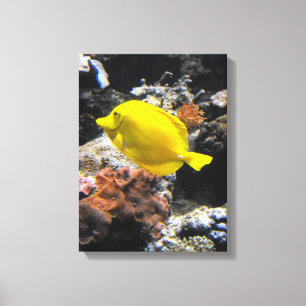 Yellow tang fish canvas print