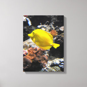 Yellow tang fish canvas print