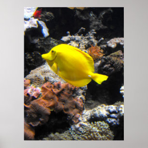 Yellow Tang fish Poster