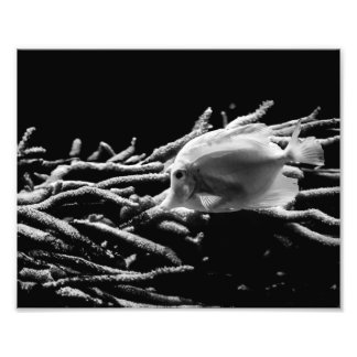 Yellow Tang Fish with Coral – Photo Print