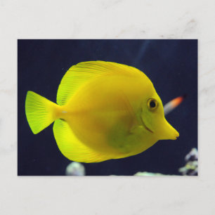 Yellow Tang Postcard