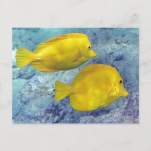 Yellow Tangs Postcard