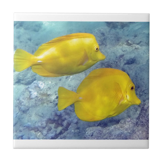 Yellow Tangs Tile (Front)