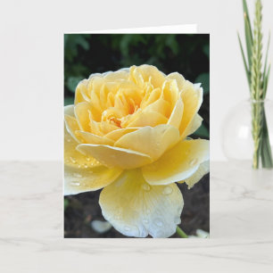 Yellow Tea Rose Blank Note Card