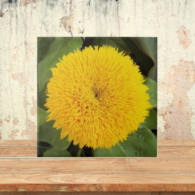 Yellow Teddy Bear Sunflower Floral Tile (In Situ)