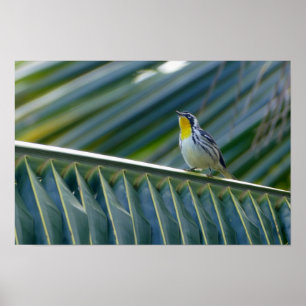 Yellow-Throated Warbler in a Palm Tree Poster