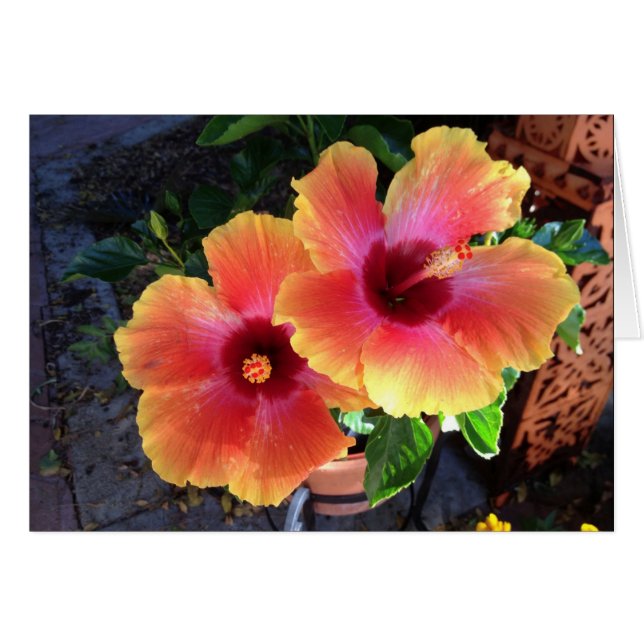 -yellow tip Hibiscus- (Front Horizontal)