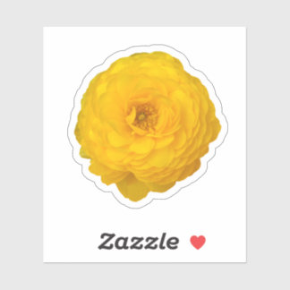 Yellow Transvaal Daisy Blossom