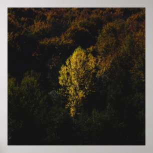 Yellow tree standing out from the crowd poster