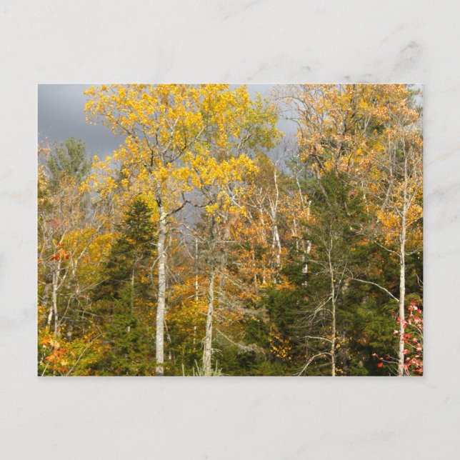 Yellow Trees in New Hampshire Postcard (Front)