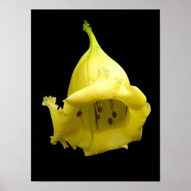 Yellow Tropical Blossom Poster (Front)
