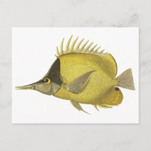 Yellow Tropical Chelmon Longirostris, Vintage Fish Postcard