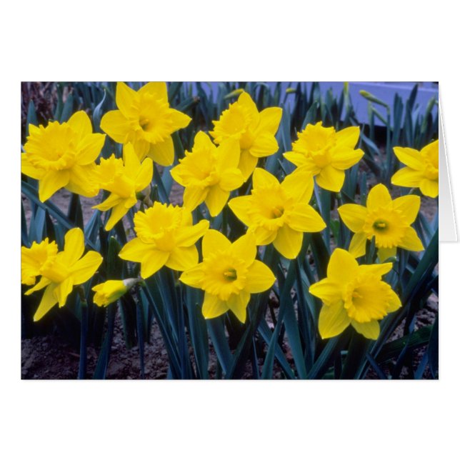 yellow Trumpet Narcissi, 'King Alfred' flowers (Front Horizontal)