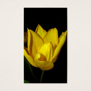 Yellow Tulip