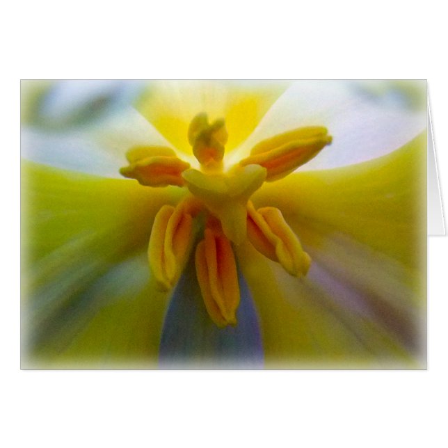 Yellow Tulip (Front Horizontal)