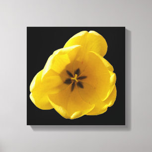 Yellow Tulip Canvas Print