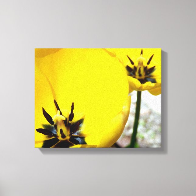 Yellow Tulip Canvas Print (Front)