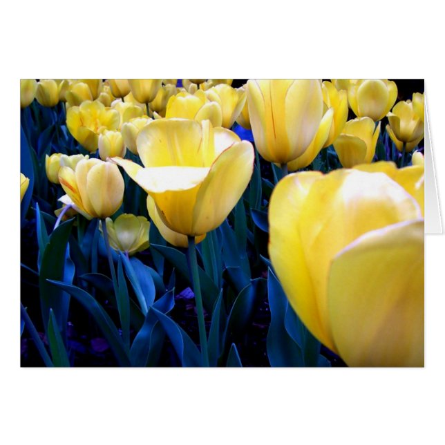 yellow tulip field (Front Horizontal)