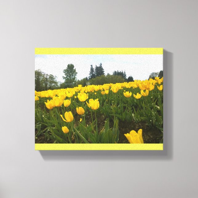 Yellow Tulip Field, Oregon Canvas Print (Front)