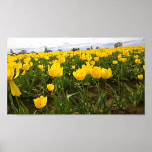 Yellow Tulip Field, Oregon Poster