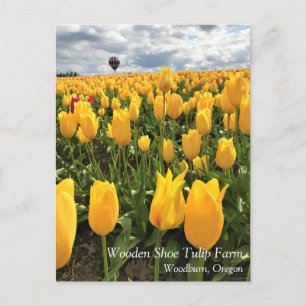 Yellow Tulip Field with Hot Air Balloon Postcard