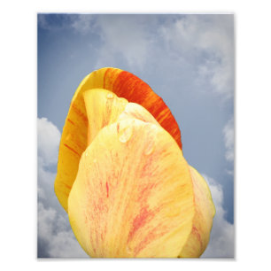 Yellow Tulip Flower On Blue Sky 8x10 Photo Print