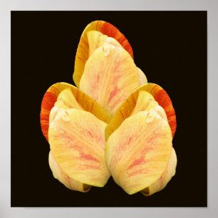 Yellow Tulip Flower Petals Bouquet Poster