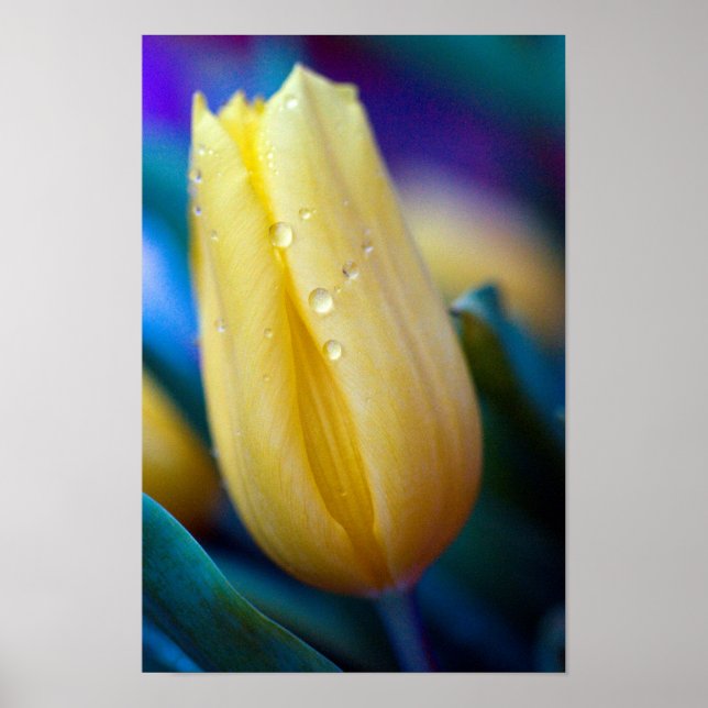 Yellow tulip flower Poster (Front)
