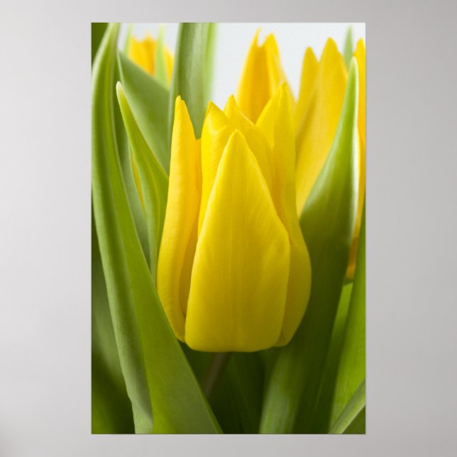Yellow tulip flower ... poster (Front)
