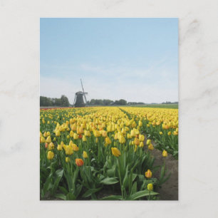 Yellow Tulip Flowers Field & Windmill Holland Postcard