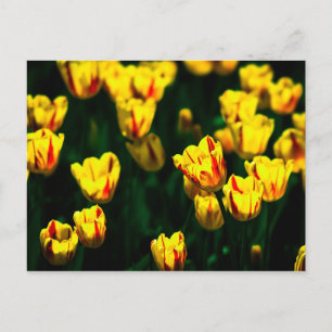 Yellow tulip flowers postcard