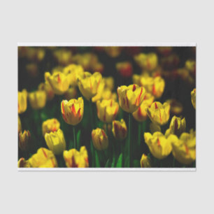 Yellow tulip flowers tissue paper