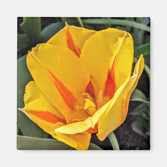 Yellow Tulip in Bloom Magnet (Front)