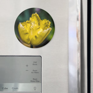 Yellow Tulip Magnet
