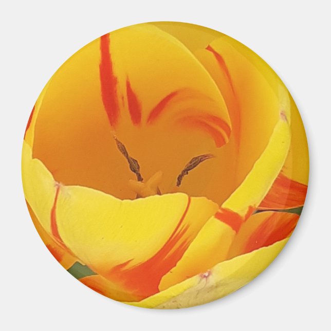 Yellow Tulip Magnet (Front)