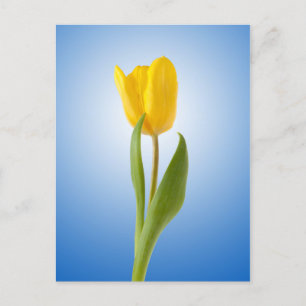 Yellow Tulip Minimal Floral Nature Photo Poster Postcard