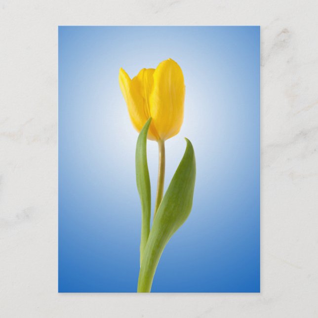 Yellow Tulip Minimal Floral Nature Photo Poster Postcard (Front)