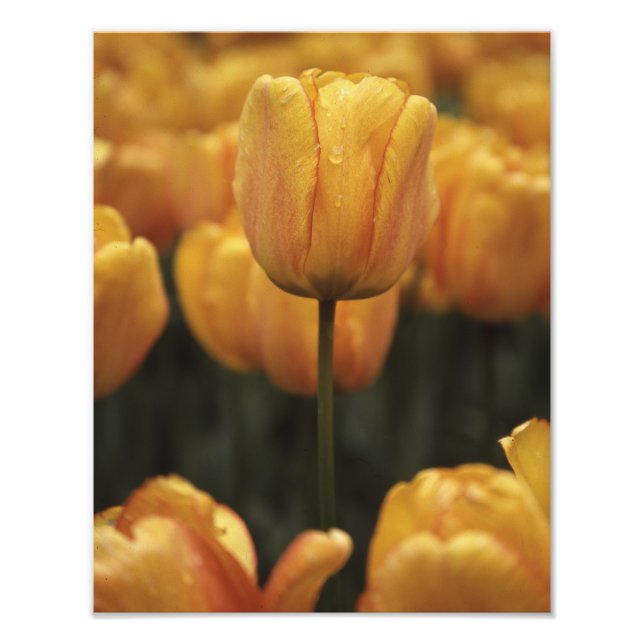 Yellow Tulip Photo Print (Front)