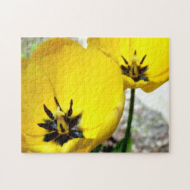 Yellow Tulip Photo Puzzle (Horizontal)