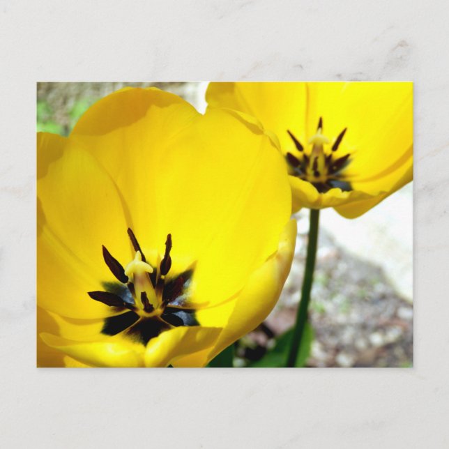 Yellow Tulip Postcard (Front)