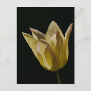 Yellow Tulip Postcard